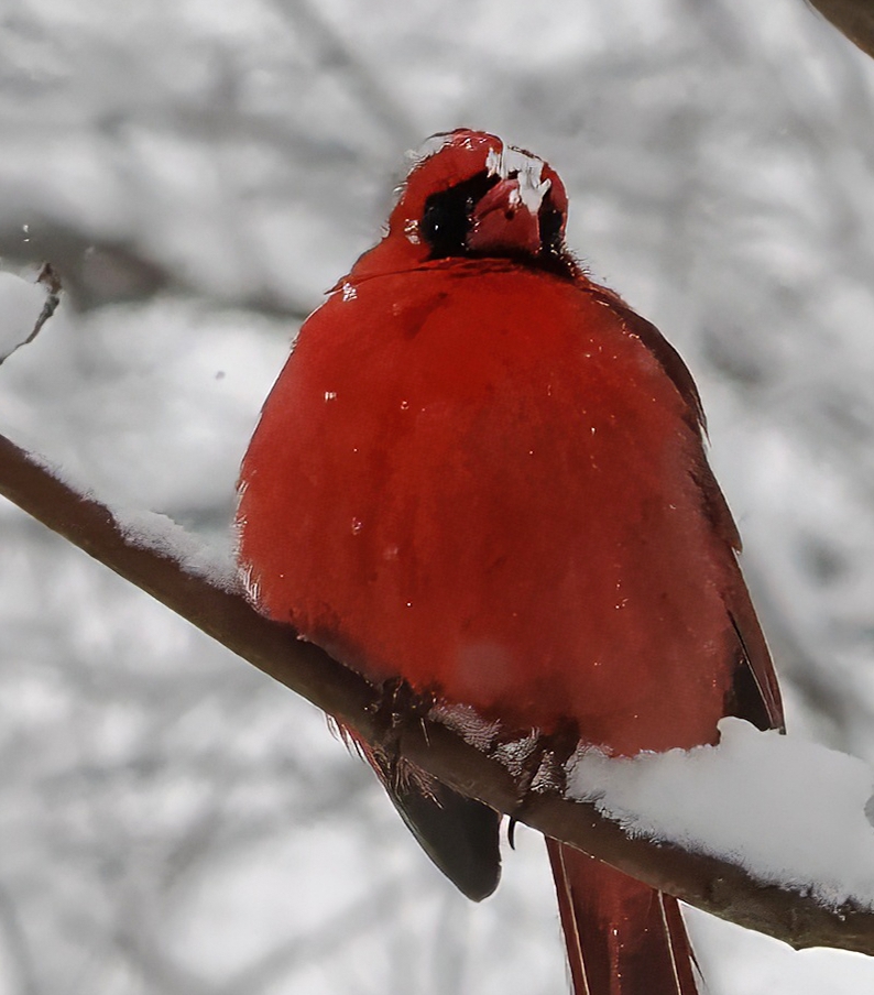 Scenes from the Blizzard of '26. First, a Northern Cardinal braving the elements in Central Park's Loch. 15" of snow at 7 AM and counting! ❄️❤️❄️ #Cardinals #CentralPark #birdcpp