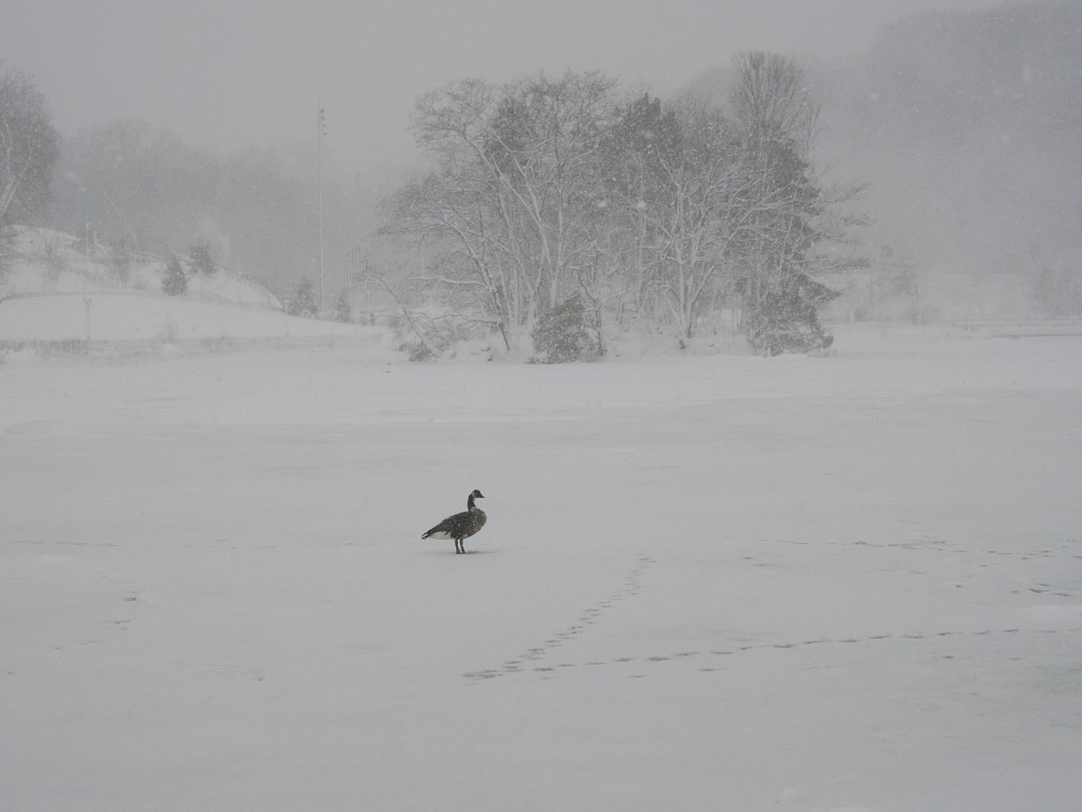 Above96th's tweet image. And, second, a solitary Canada Goose waiting out the storm on Central Park's Harlem Meer. #Goose #CentralPark 🇨🇦🇨🇦🇨🇦