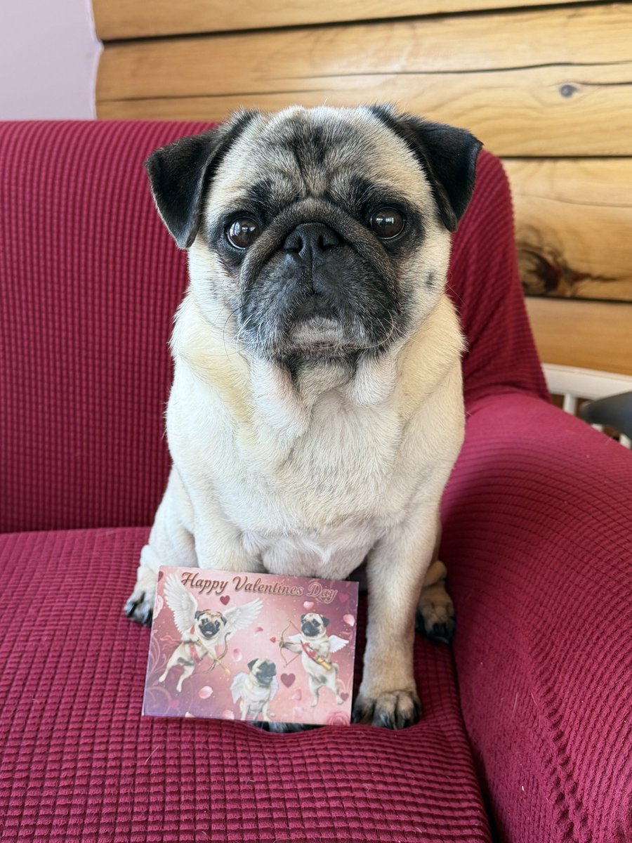 Edna the Pug & Angel Edie 🌈 tweet media