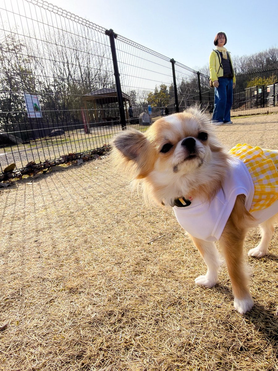 tacmactacmac's tweet photo. からのドッグラン🐕
🥰🥰🥰 https://t.co/czeOmZzM00