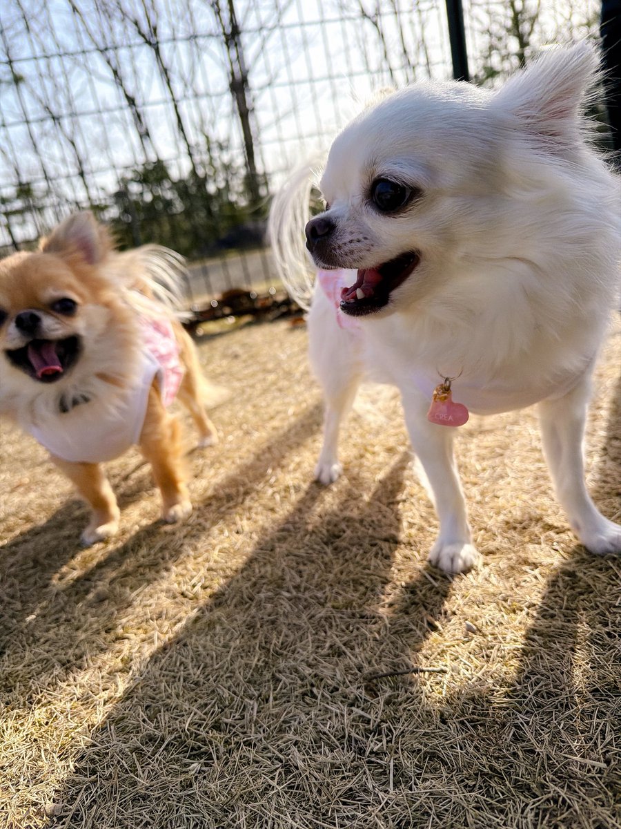 tacmactacmac's tweet photo. からのドッグラン🐕
🥰🥰🥰 https://t.co/czeOmZzM00