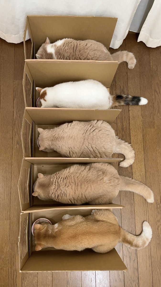 ごはんの取り合い対策に、一蘭方式にしてみた。