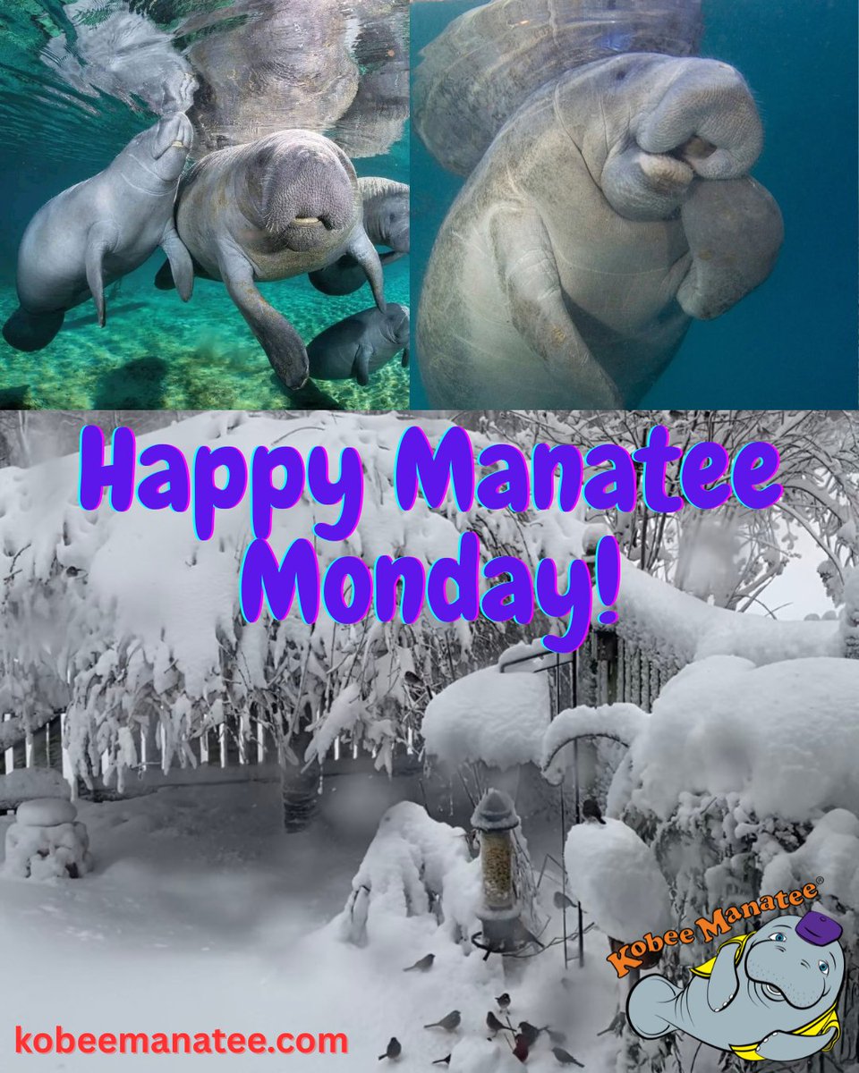 Kobee Manatee® tweet media