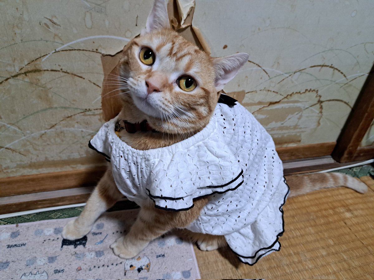darkswhip's tweet photo. お腹の空いてしまう副作用が有る薬をやめたら超不調になった。四日酔い的な気持ち悪さ。でもここで切らなきゃイカンので頑張ってたら勤務先で目茶心配されました。
死人の顔色だったらしい…
もう復活しましたぜ♪ https://t.co/zqdS1vzKp8