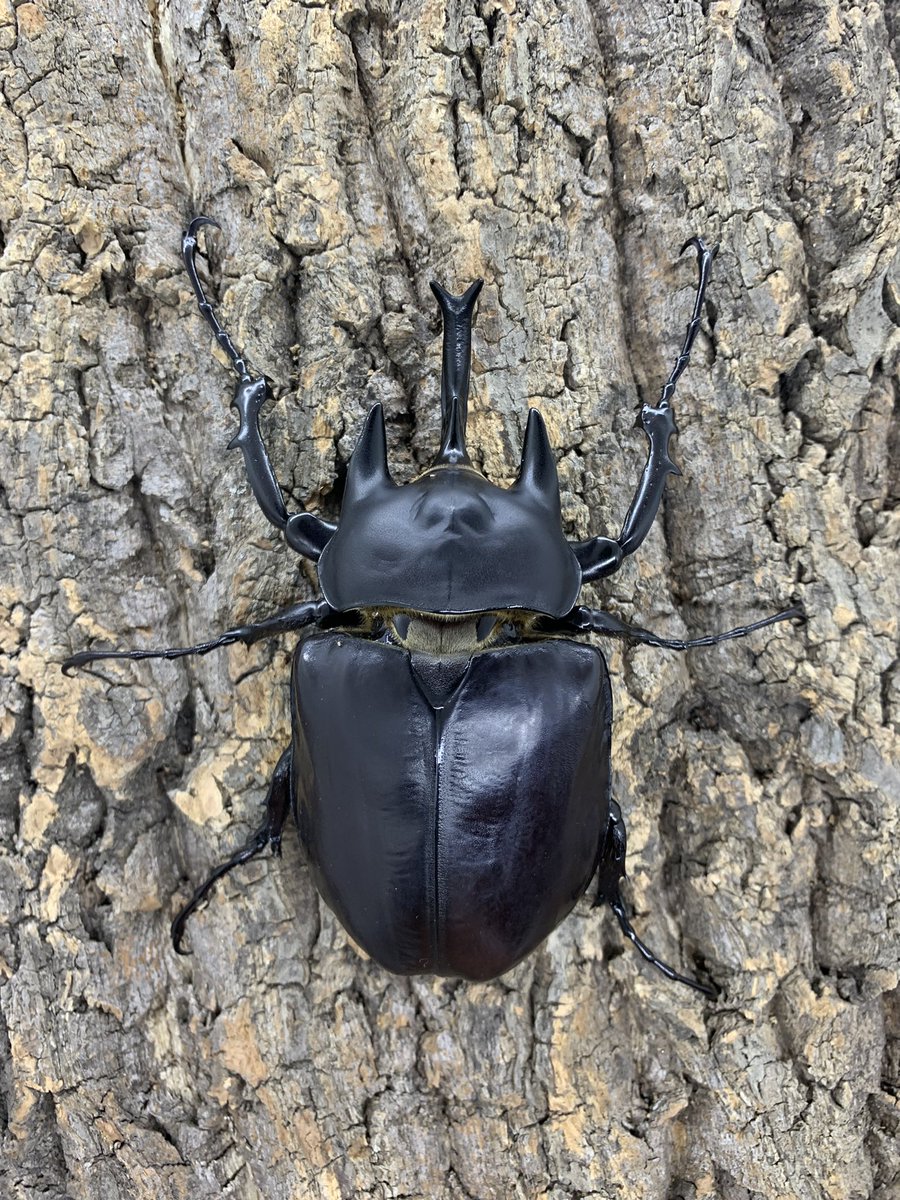 フレンチギアナ産アクティオンゾウカブトのWF3、卵で埋めたもののどう