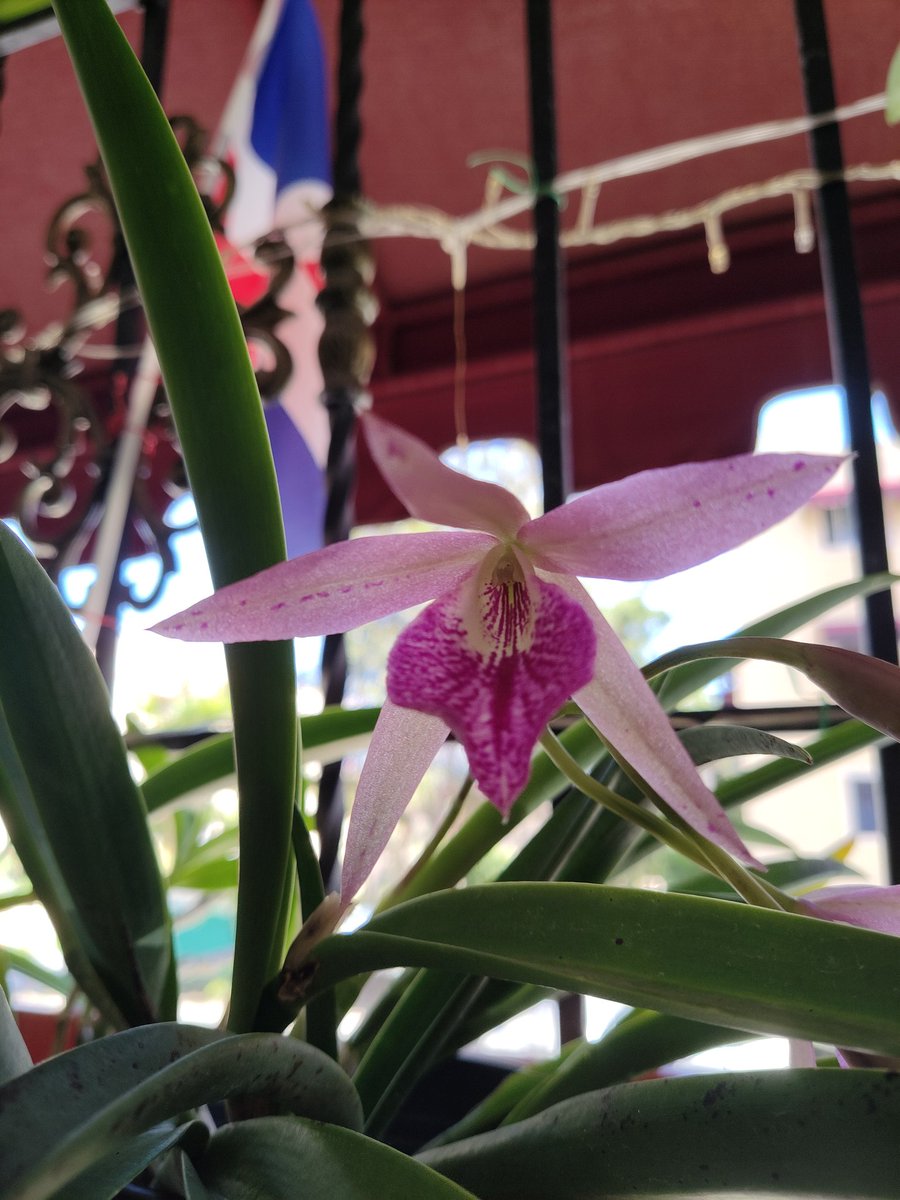Ay no! Yo hoy voy a morir de amor. Acabo de salir al balcón y encontré esta dama abriendo sus botones. 😍🌸👍🏻
Cuanta felicidad! #orchid #BrassocattleyaMaikai