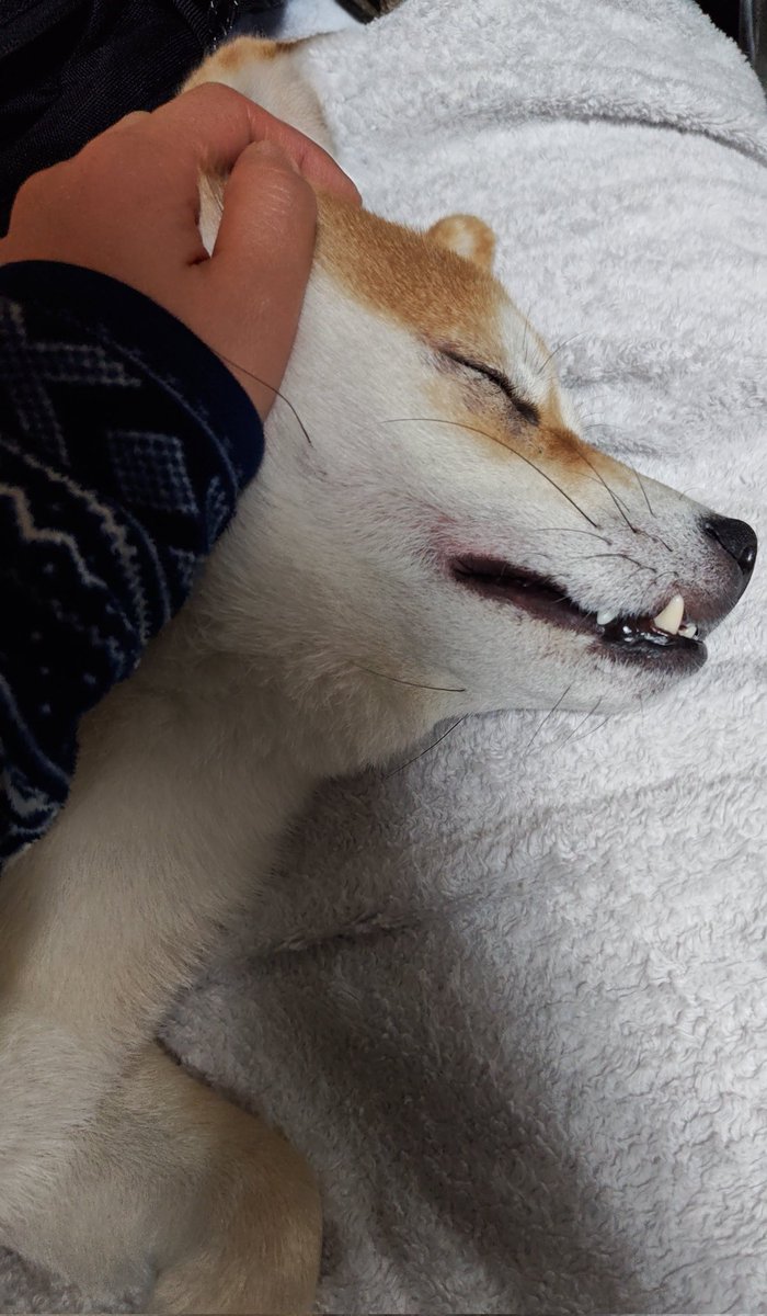 寝るよというと、タヌキ寝入りしだした（笑）