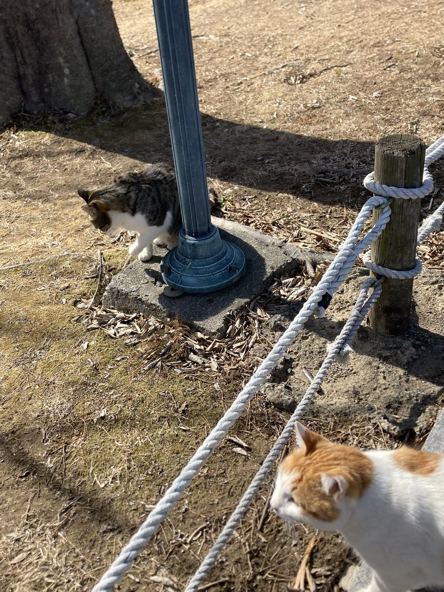 bxz0j7's tweet image. 산책하다 만난 기염둥이들 공유✨