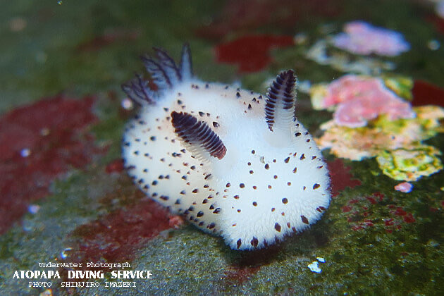 はっすー tweet media