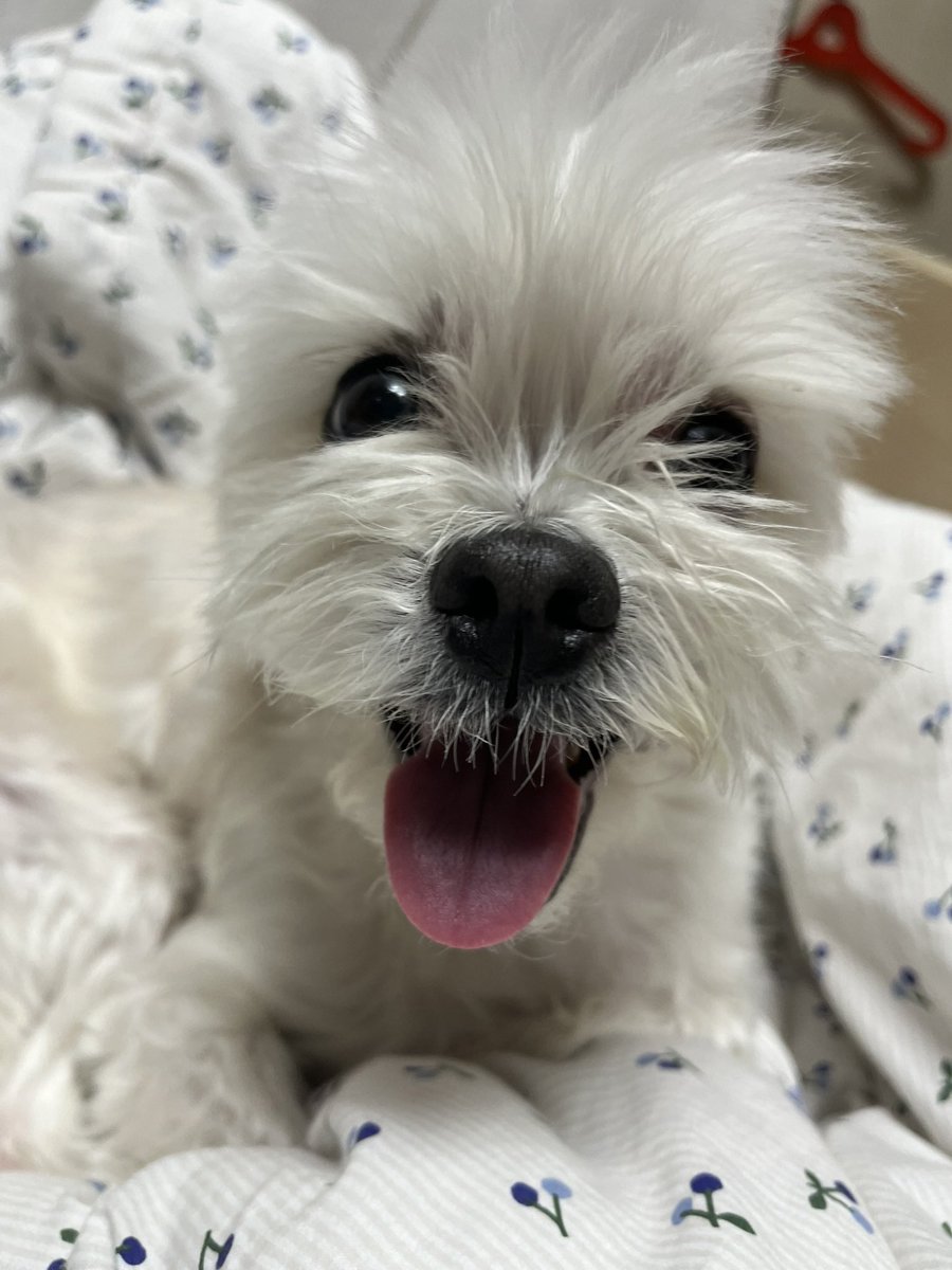 김체리 tweet media