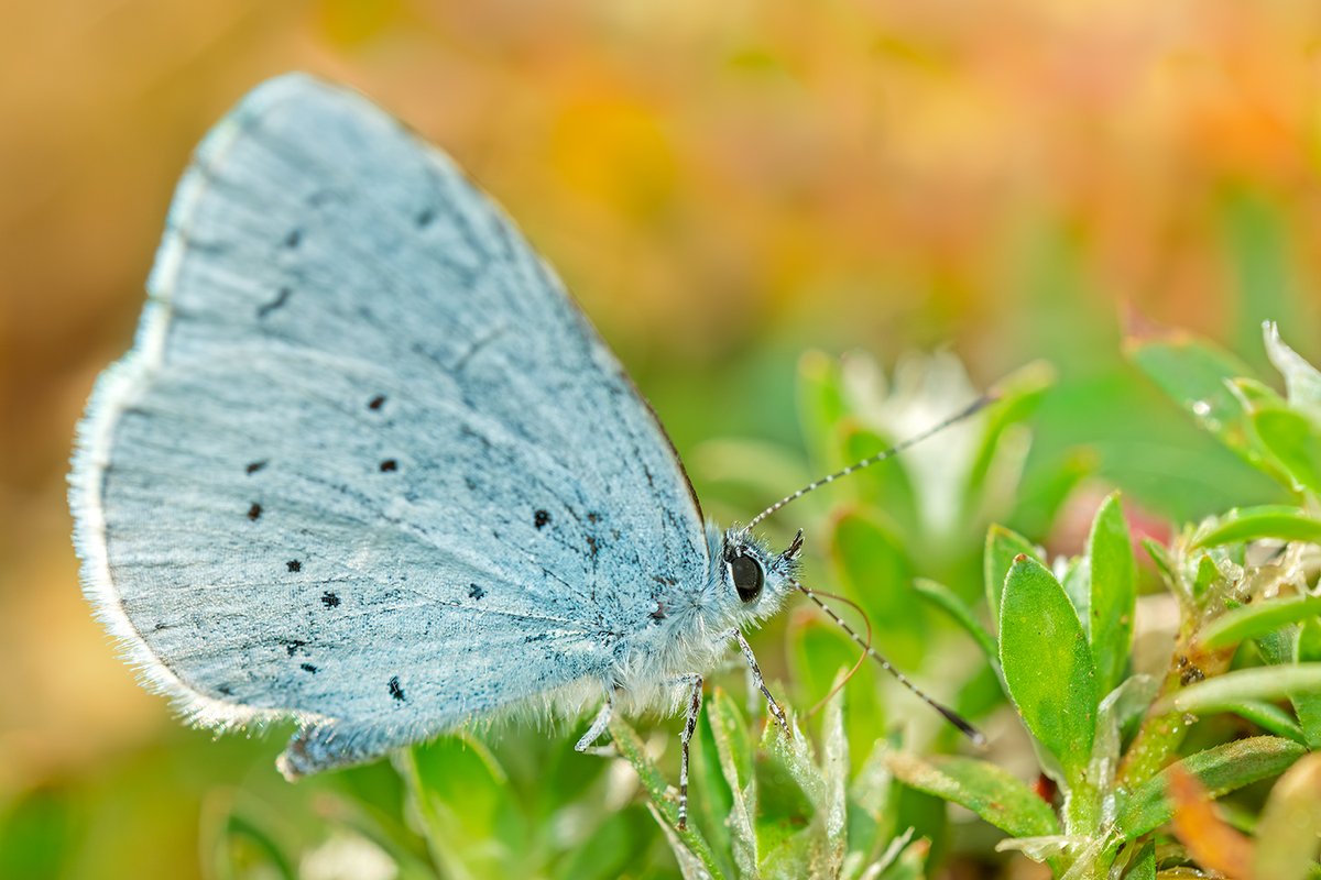 Celastrina argiolus, blaveta de l'heura.
Badalona, 23-2-2026
Fujifilm X-H2 + Fujinon 80 macro + flaix Godox 350TT
<a href="/MuseuBdn/">Museu de Badalona</a> <a href="/fujifilm_es/">Fujifilm España</a> @fotoK <a href="/petroliedicions/">Pont del Petroli Edicions</a>