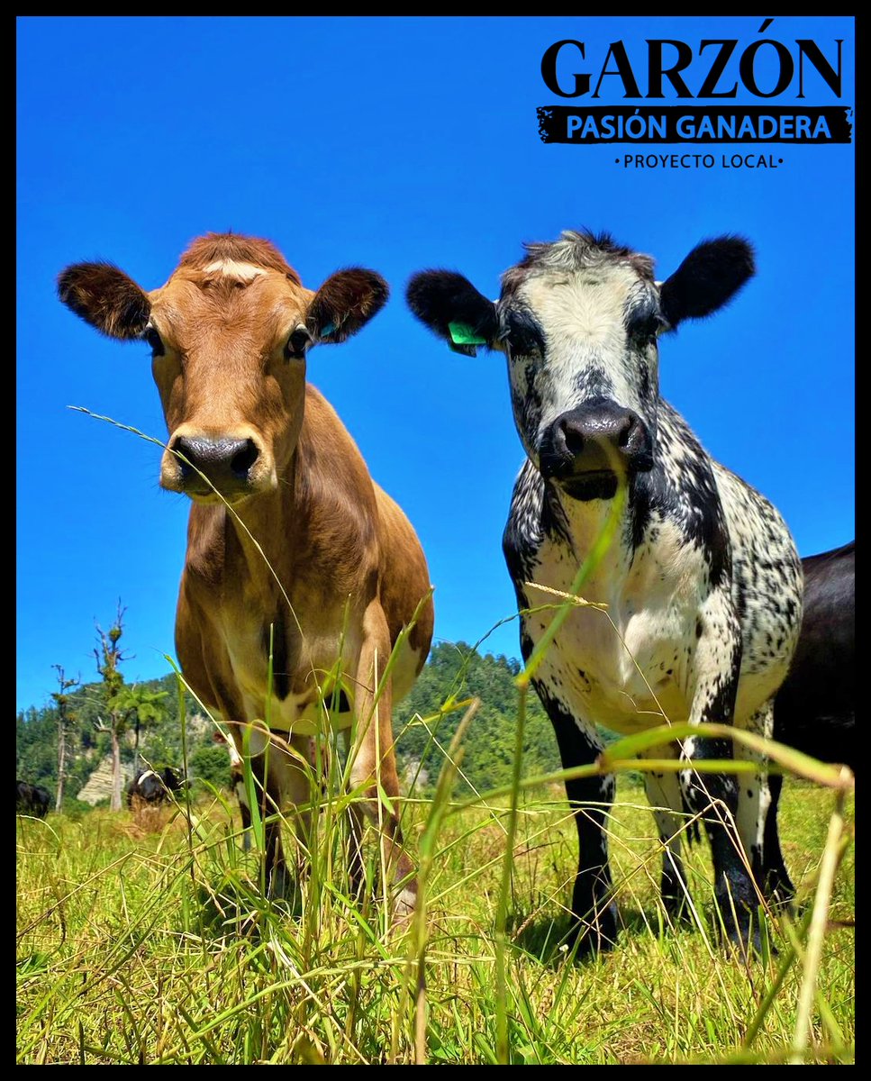 🌞🐄 ¡Buenos días, familia ganadera!
Que este inicio de semana llegue con grandes metas, potreros llenos y mucho progreso en el campo 🌿💪.

<a href="/Fedegan/">FEDEGAN</a> <a href="/jflafaurie/">José Félix Lafaurie</a> <a href="/NeivaPl/">PL Neiva_PasiónGanadera</a>  
¡Ánimo que el trabajo con pasión siempre trae buenos resultados!
