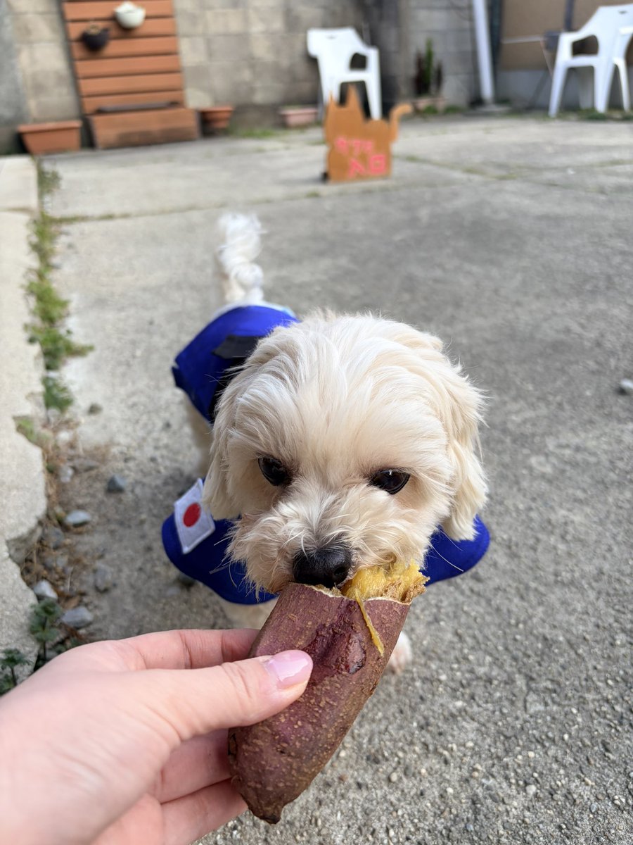 fu102m's tweet photo. 芋むさぶり食う🍠 https://t.co/3XSt6zGHZJ