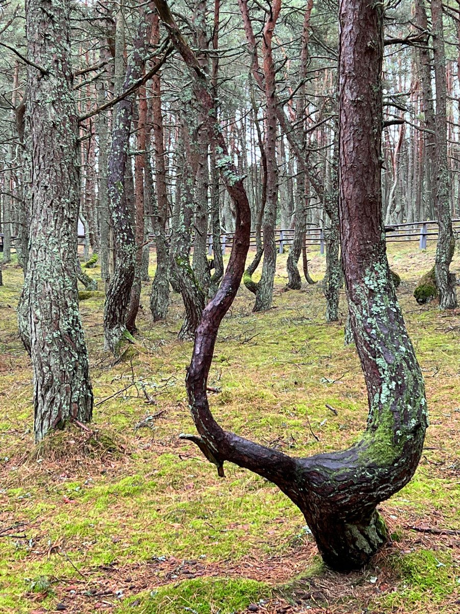 CatherineBJRCC's tweet image. 🌊 Curonian Spit — Russia’s Baltic Desert

Baltic dunes, pine forests &amp;amp; silent beaches 🌊
The Curonian Spit is one of Russia’s most unique landscapes.

#CuronianSpit #TravelRussia #Nature