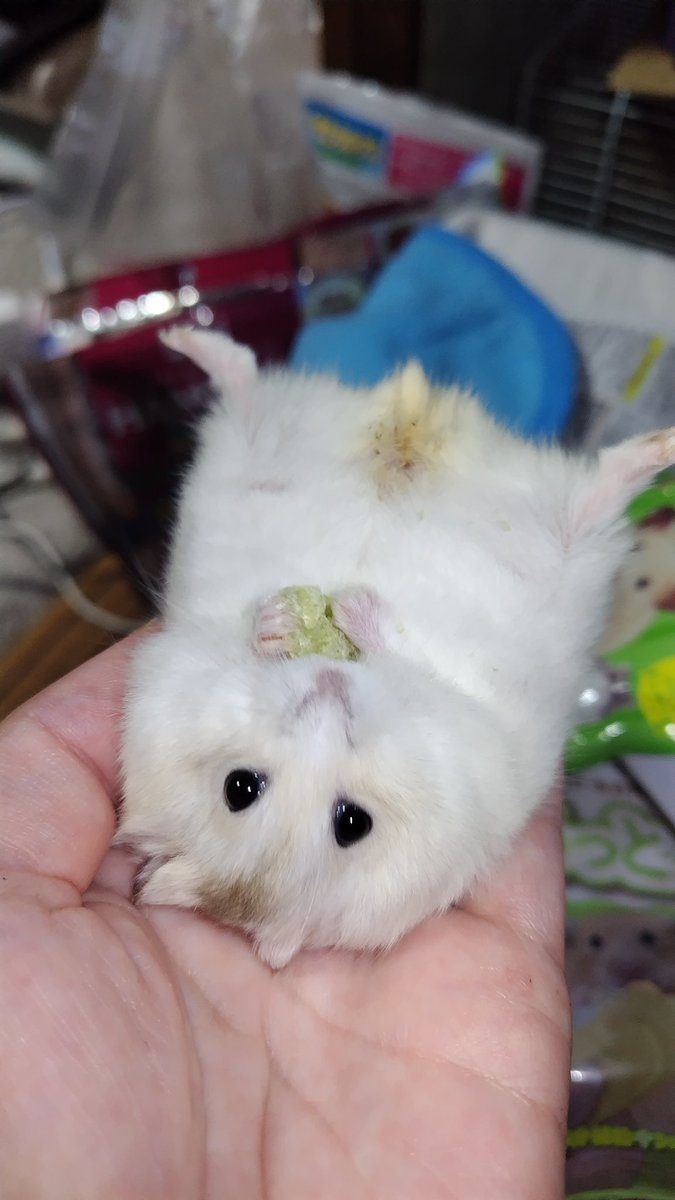 本気で起き上がれないくらいに太ってる…
痩せさせねば。本気で痩せさせねば…
#ハムスター #hamster