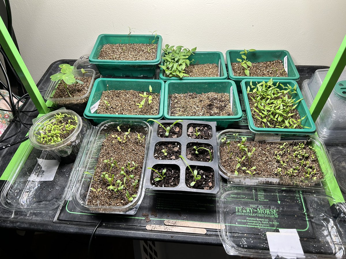 ilenagm's tweet photo. It’s seriously on now😆🙌🌱🌱🌱🌱
#Flowers #Gardening #GYO #Seeds #LetsGoSpring #FlowerReport #GulfOfMexico https://t.co/GaLw7CEfGg