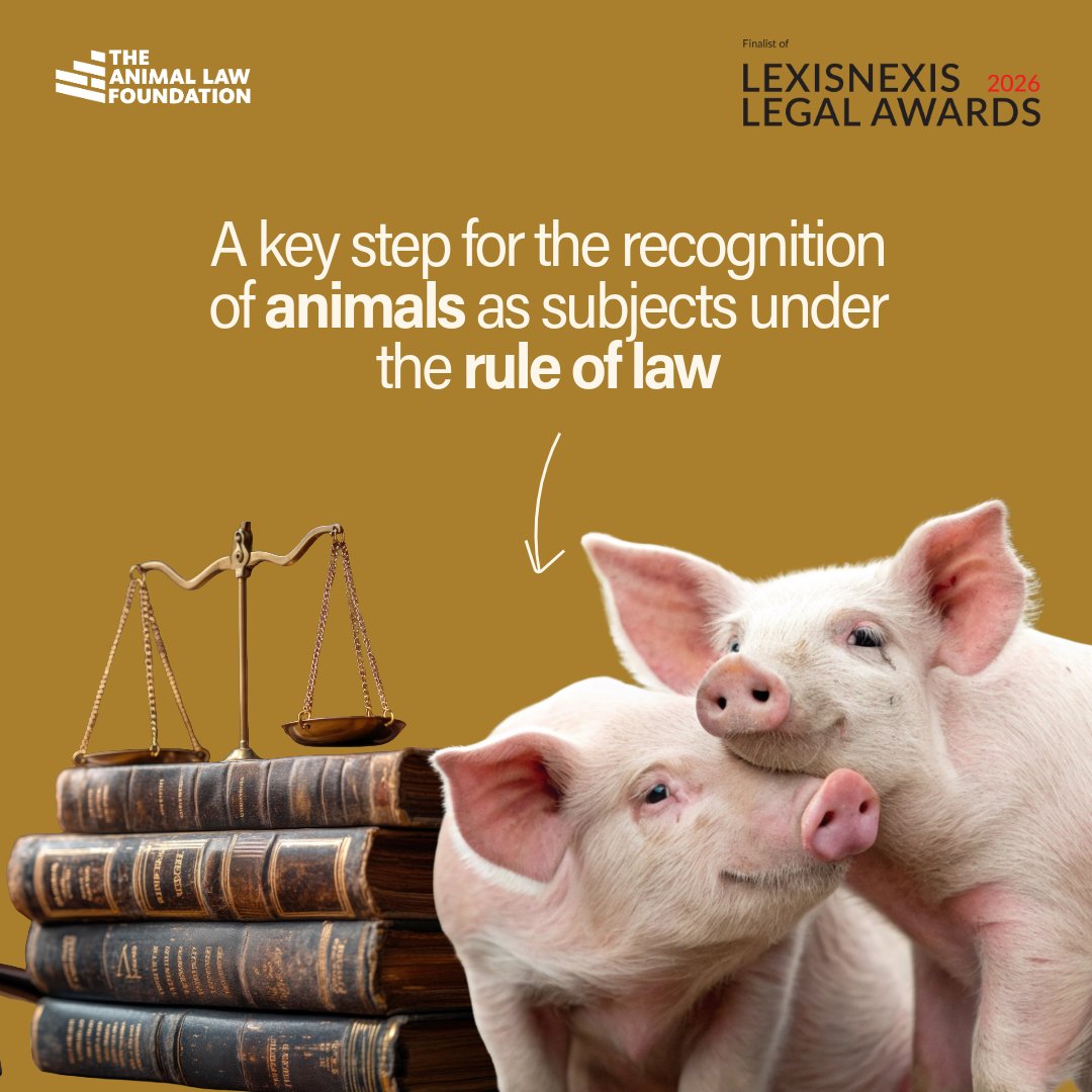 A big moment for animals and for the rule of law.

We’re proud to share that The Animal Law Foundation has been shortlisted for the Halsbury Award for Rule of Law at the LexisNexis Legal Awards 2026 🏆

This recognition isn’t about professional prestige. It’s about something far