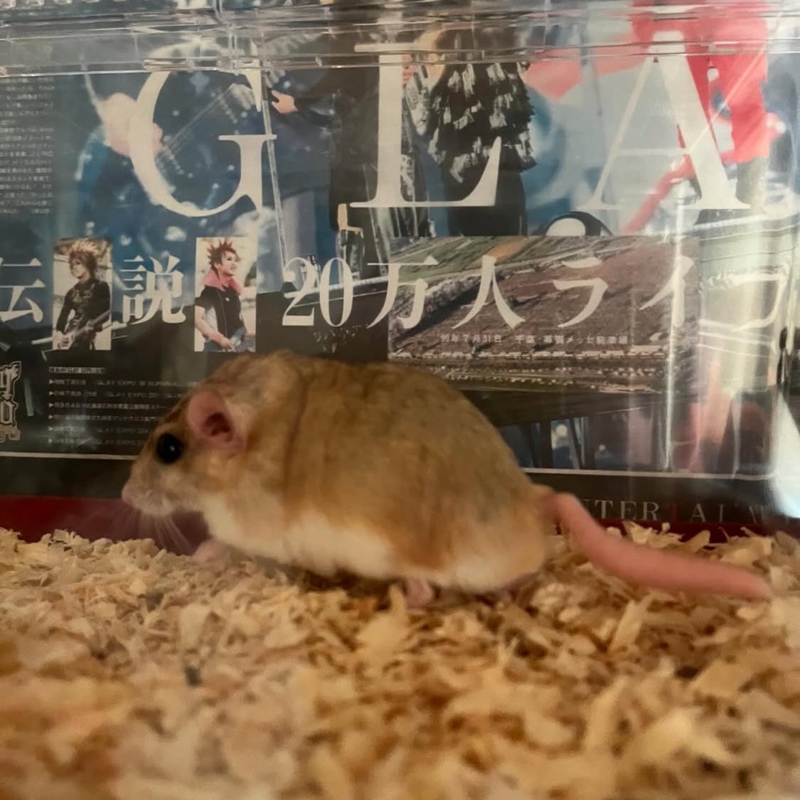 ハムスターや小型のネズミ類を飼われてる方々で、おすすめの回し車ありませぬか？？
我が家のフットテールジャービルのキャンディーさん最近回し車が音が凄すぎて、、、