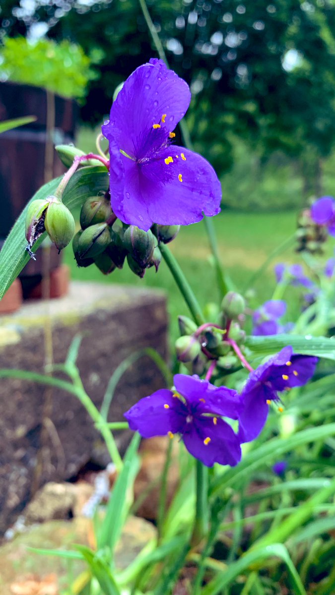 #FelizLunes 🌧️🪻🌱🥰.