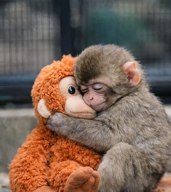 HanabiCommunity's tweet photo. 🐵 Punch est un jeune primate du zoo d’Ichikawa, dans la préfecture de Chiba. Rejeté par sa mère, il a été pris en main par les soignants de la ménagerie qui lui ont offert un doudou en forme de... singe ! Depuis, Punch ne le quitte plus (et le doudou est en rupture de stock). 🧸 https://t.co/9eO2D4BdmI