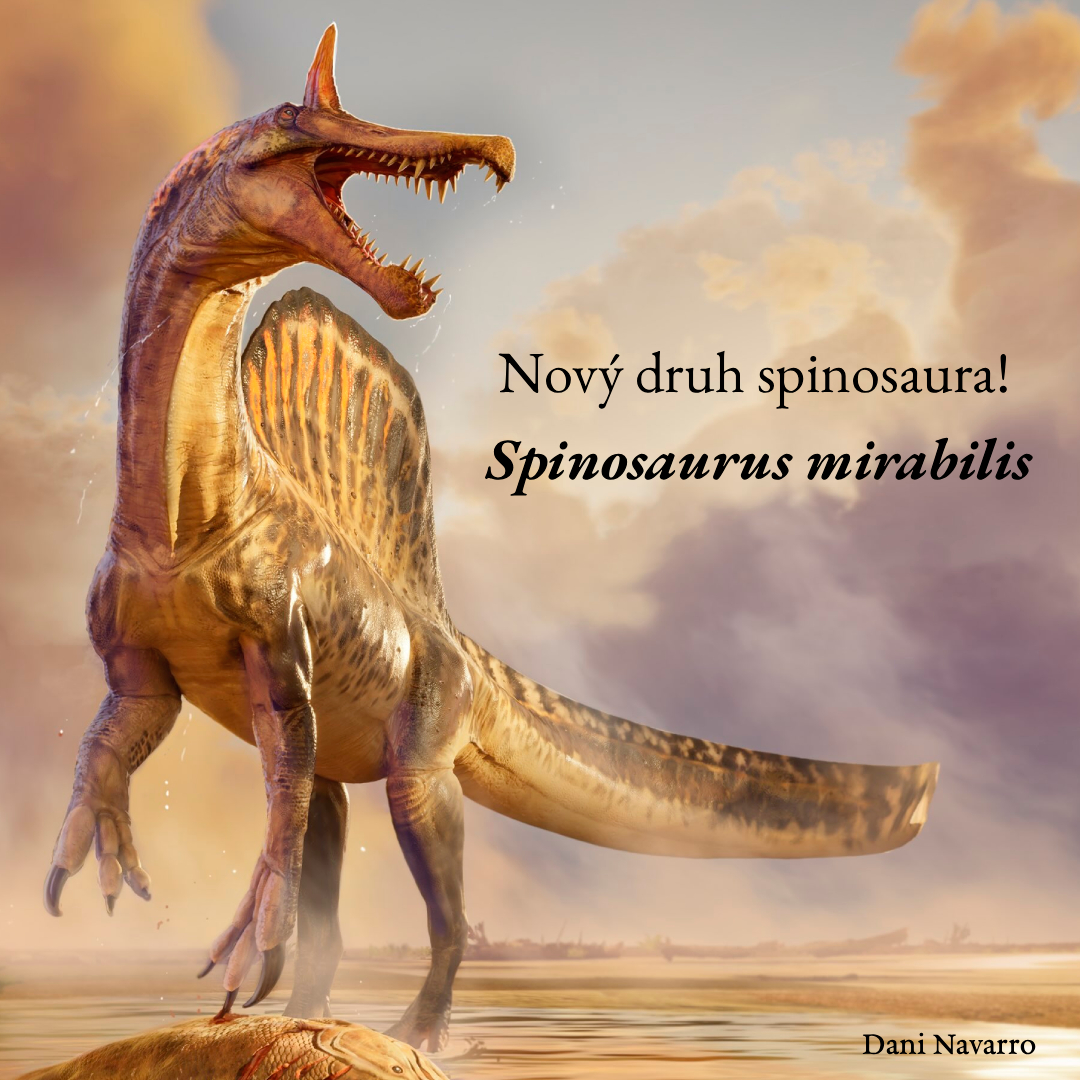 wildprecz's tweet photo. 🦖 Spinosauři, gigantičtí masožravci, z nichž ti největší dosahovali délky výrazně přesahující 10 metrů, patří k nejpopulárnějším dinosaurům vůbec.

Nyní byl popsán nový zástupce spinosaurů, a to přímo blízký příbuzný slavného druhu #Spinosaurus aegypticus. https://t.co/Ti7ePrpOD6