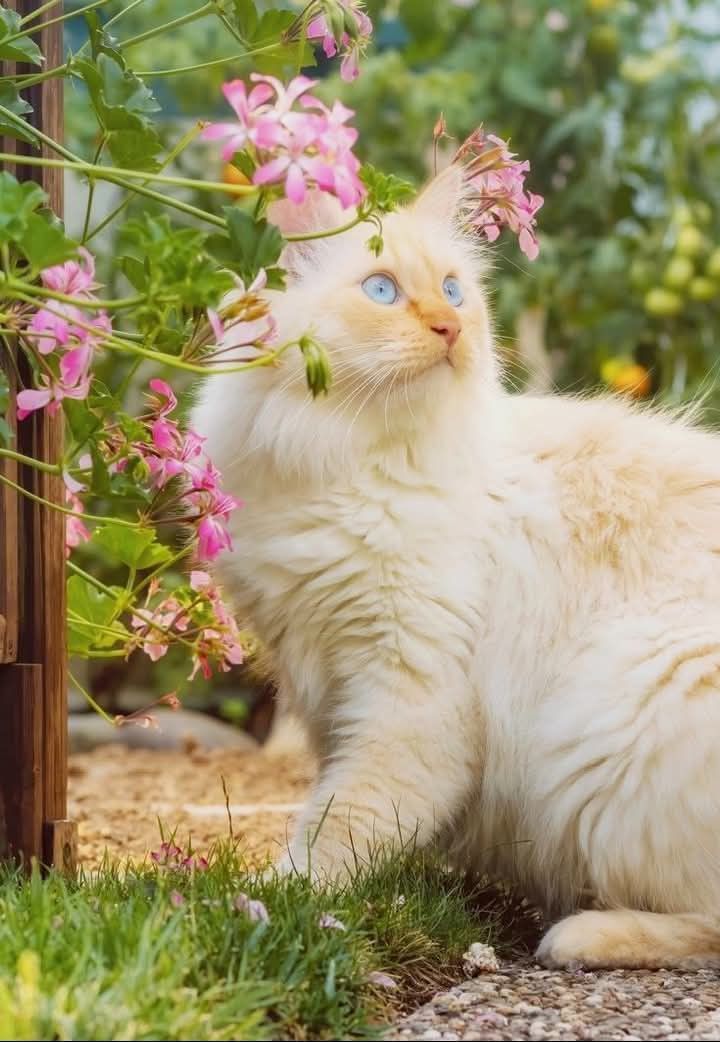 BloomingMoments (@its_hanadey) on Twitter photo 