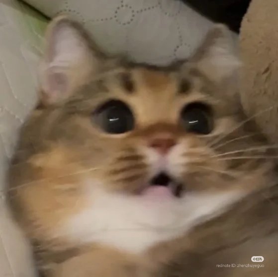 No Context Cats tweet media