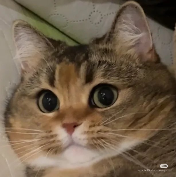 No Context Cats tweet media