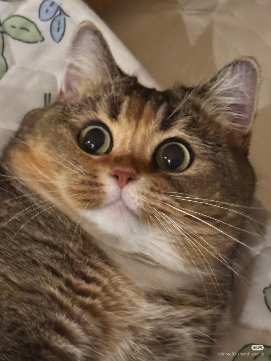 No Context Cats tweet media