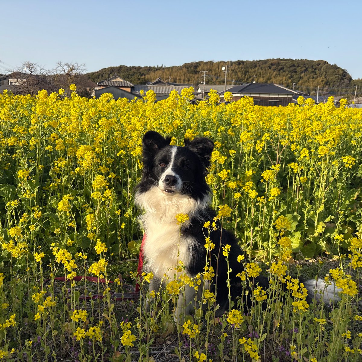 gs80xi's tweet photo. 菜の花畑をヒールで歩いたせいでふくらはぎ筋肉痛になりました。
でもお犬様が満足ならそれでいいんです。かわいい。 https://t.co/WJeNuq35H9