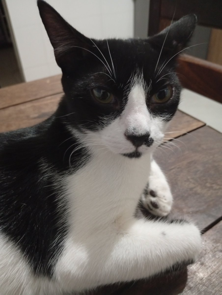 É triste partir e deixar algo pra trás🥲 
Mas hoje, esse rapazinho veio embora do veterinário, e deixou as bolas lá