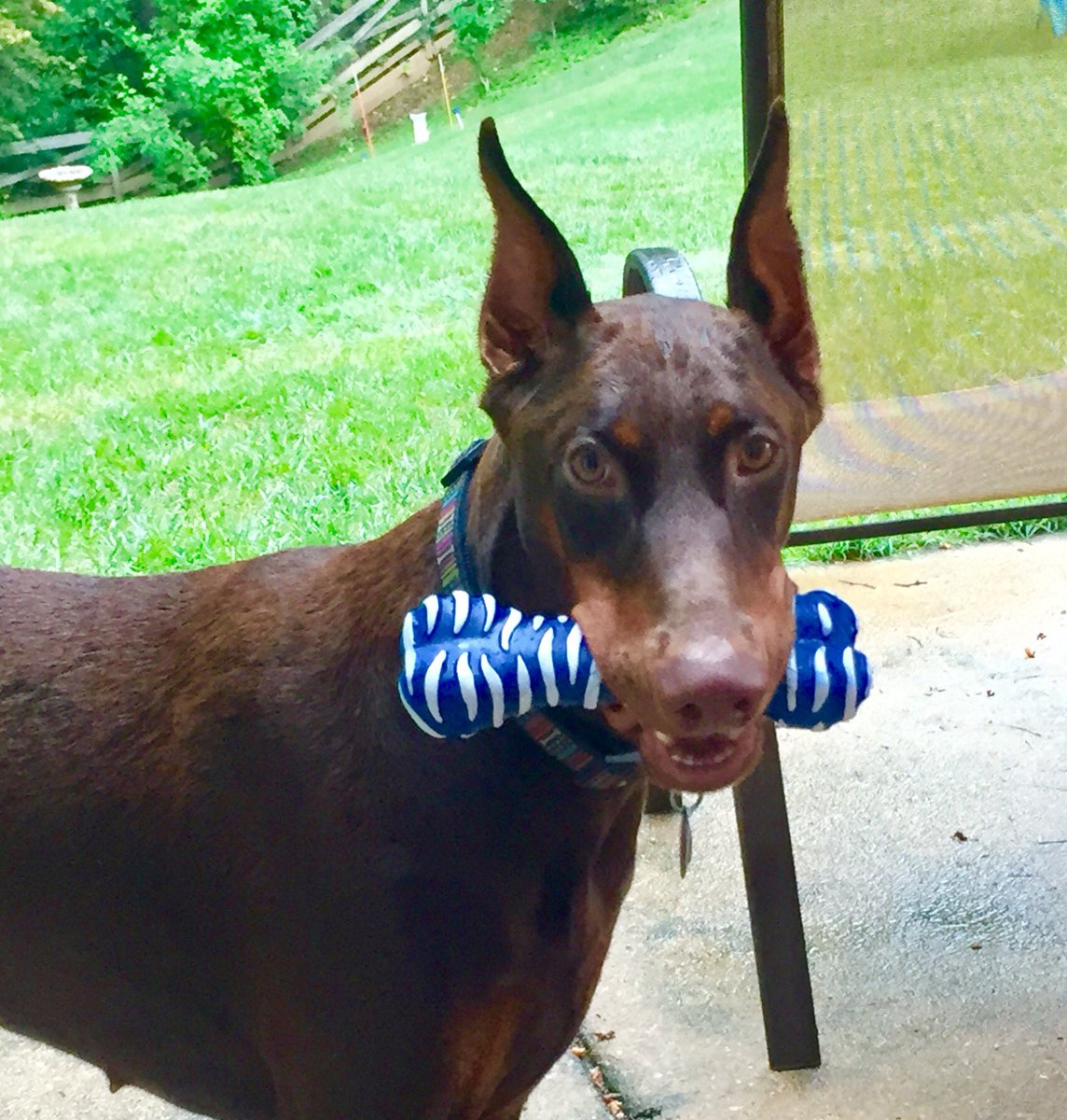 realmannynation's tweet photo. Pets are part of the Family and We just Loss our CHARLIE (10yrs) She’s will always be in our Hearts https://t.co/njOS5ipU8w
