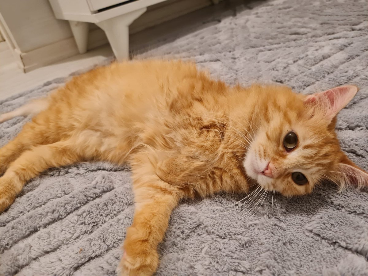 Ön patim yok, zekam yok, bi de yuvam yok. Koşun kapın beni, benim gibi sarman kaçmaz İstanbul. 😍