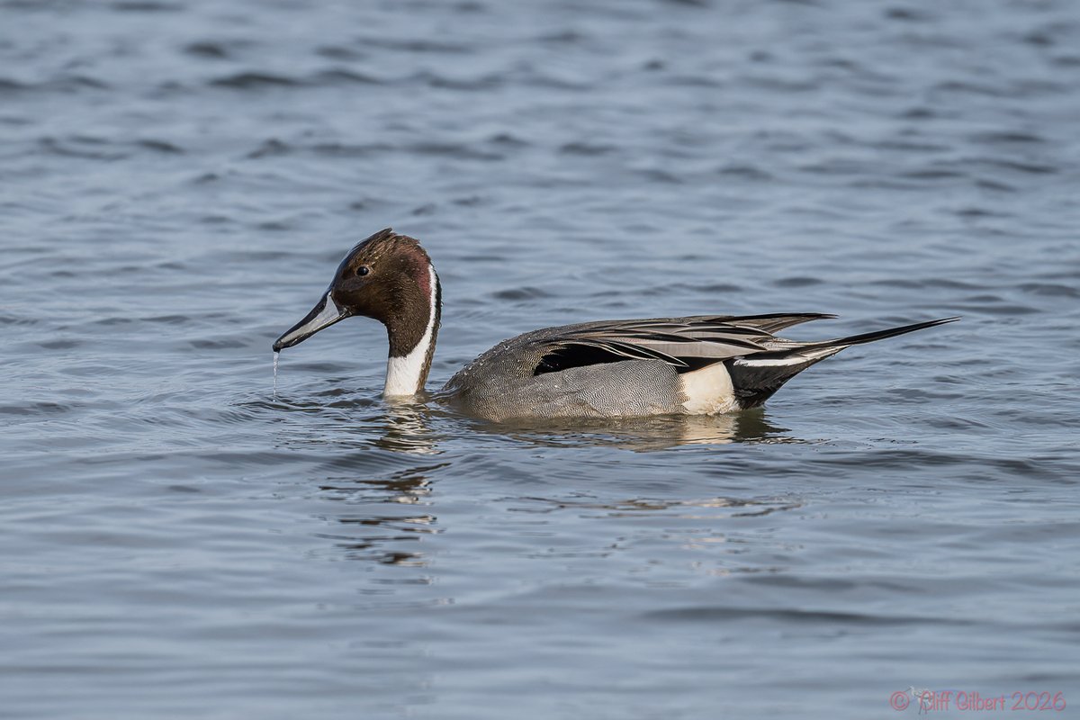 Cliff Gilbert tweet media