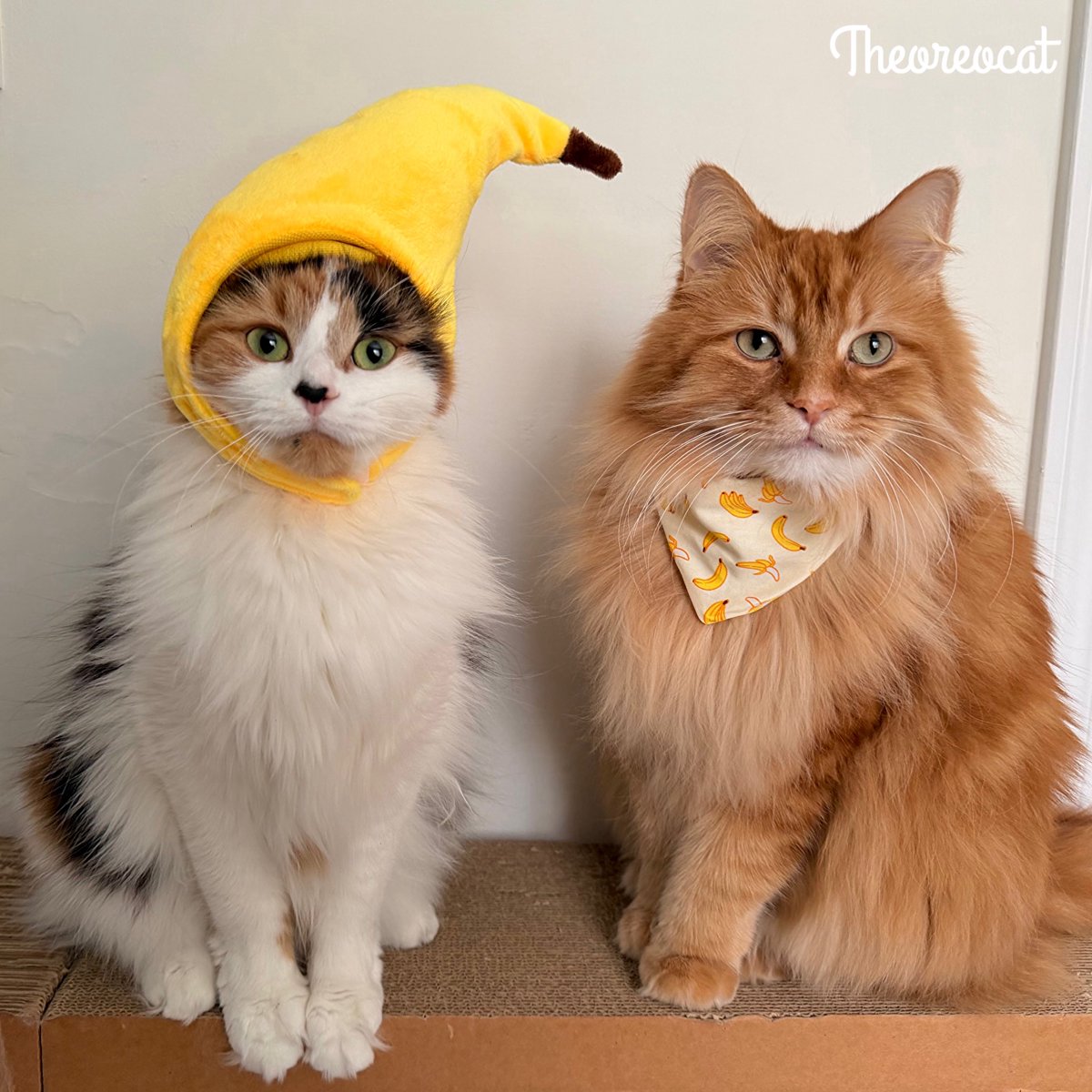 YES! We have some bananas. 🍌 We have some bananas today!

#theoreocat #CatsOfX #CatsOnX