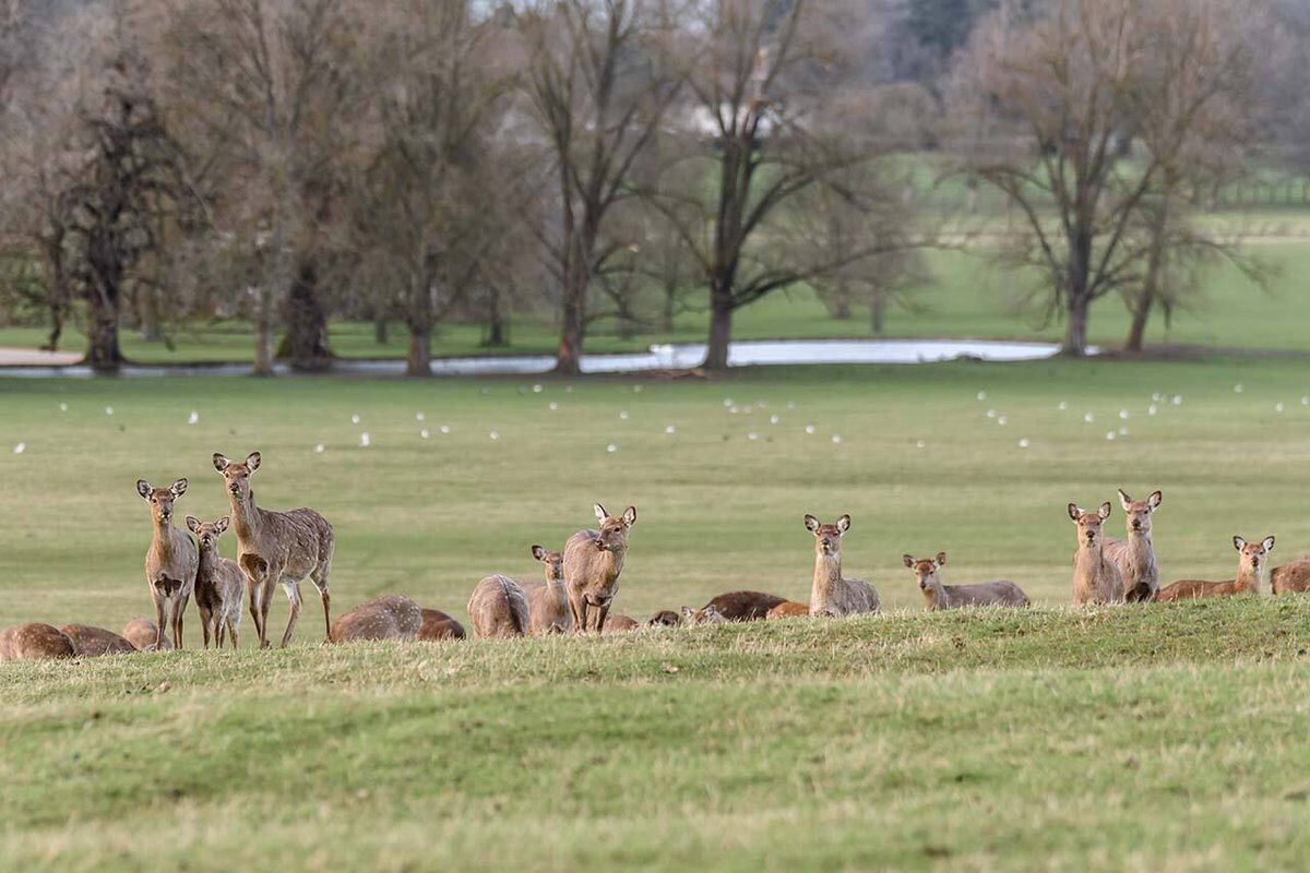 Institute of Chartered Foresters tweet media