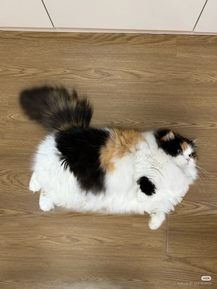 No Context Cats tweet media