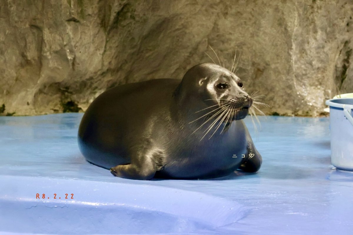 可愛い可愛いニコたん♡♡ #鳥羽水族館 #ニコちゃん♡ #NIKO♡