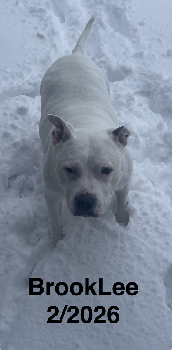 2 Ft. of SNOW! 2/2026  DOG IN THE YARD