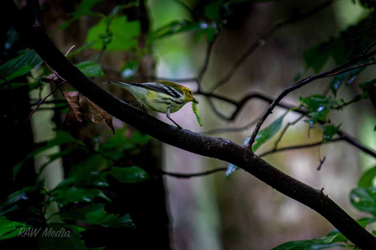Black-throated Green Warbler with a little snack 🐛