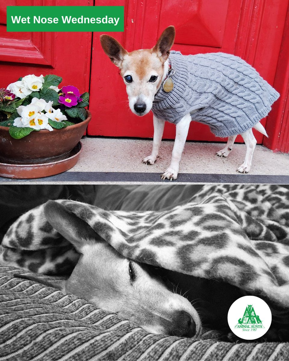 Animal Aunts tweet media