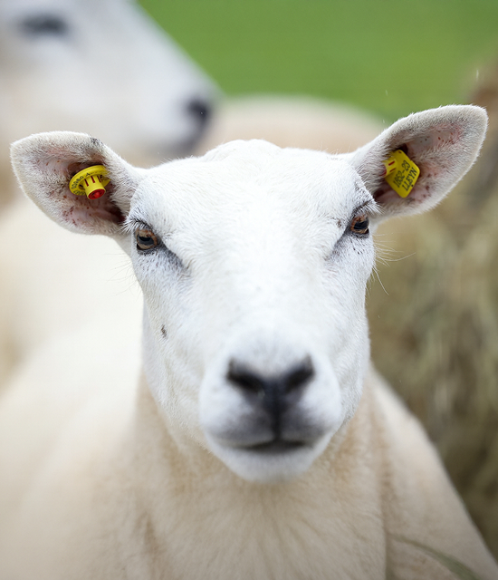 Cormac Tagging 🐄🐏 🏷 tweet media