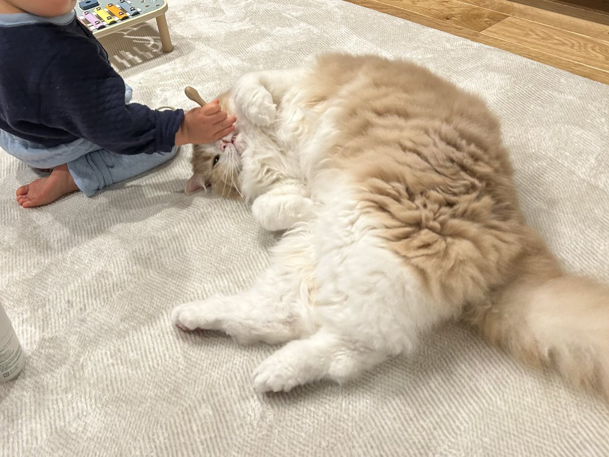 グリとグラとジル🐾 tweet media