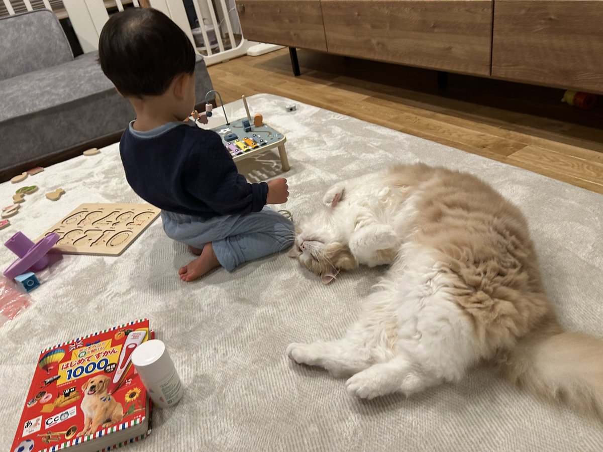 グリとグラとジル🐾 tweet media