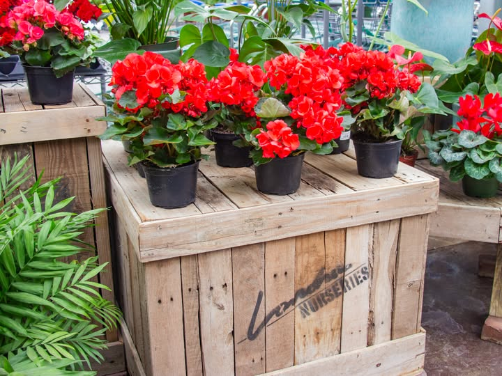 Lanoha Nurseries tweet media