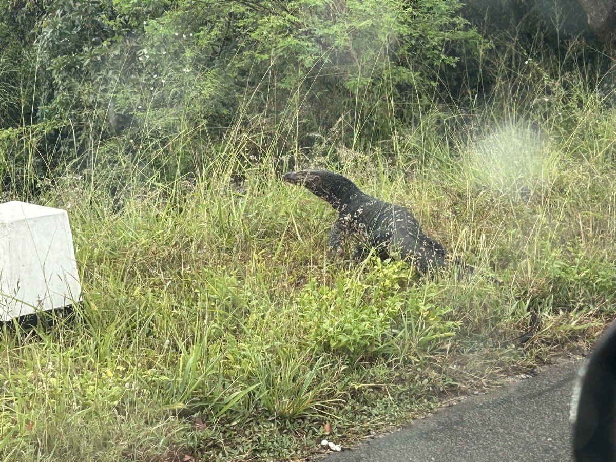 Crazy what you’ll see on the side of the road in Sri Lanka