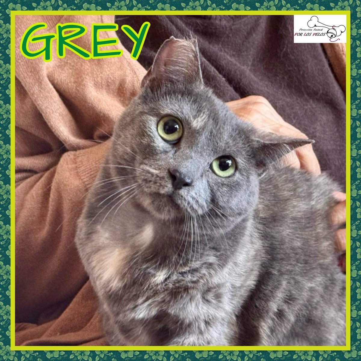 PerreraToledo's tweet photo. 🐱GREY🐱preciosa #gatita X #azulruso 10 meses. Apareció en un contendedor, inconsciente y con sus patitas atadas… Ahora es una gatita feliz, muy apegada a su colega Lioh, que también busca adopción. Si deseas hacerla feliz, escríbenos! 👉 https://t.co/OD7v1kPjVp https://t.co/PxBLFlOtao