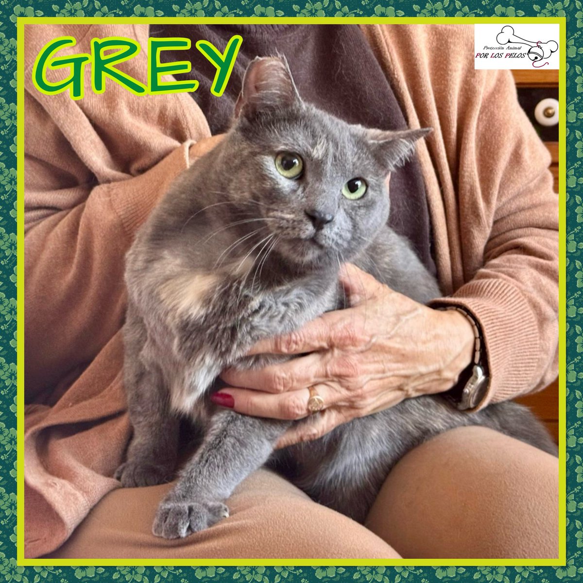 🐱GREY🐱preciosa #gatita X #azulruso 10 meses. Apareció en un contendedor, inconsciente y con sus patitas atadas… Ahora es una gatita feliz, muy apegada a su colega Lioh, que también busca adopción. Si deseas hacerla feliz, escríbenos! 👉 protectoraporlospelos.org/ficha-2240