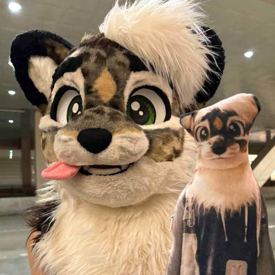 Cardboard Cat tweet media