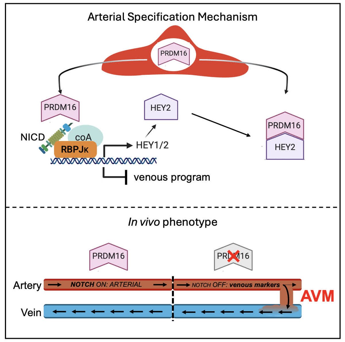 ATVB: An AHA Journal tweet media